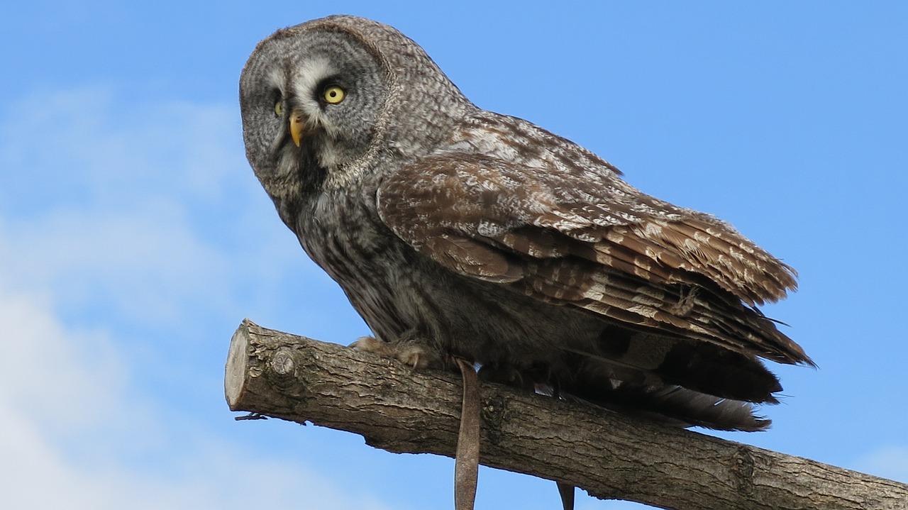 Zoo Beauval, Pelėdos, Gyvūnas, Nemokamos Nuotraukos,  Nemokama Licenzija