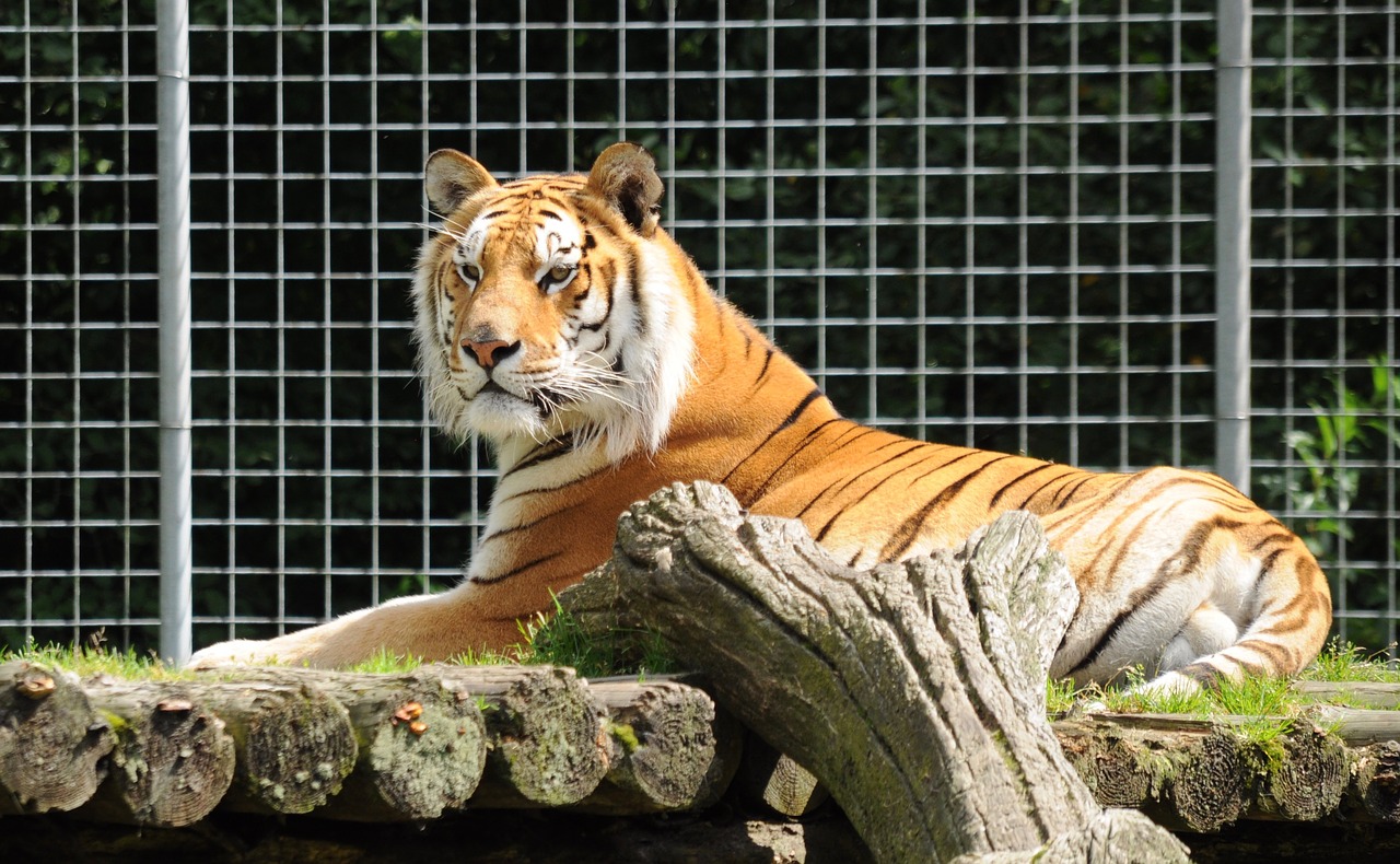 Zoo Cloppenburg Thüle, Tigras, Melas, Katė, Zoologijos Sodas, Didelė Katė, Nemokamos Nuotraukos,  Nemokama Licenzija