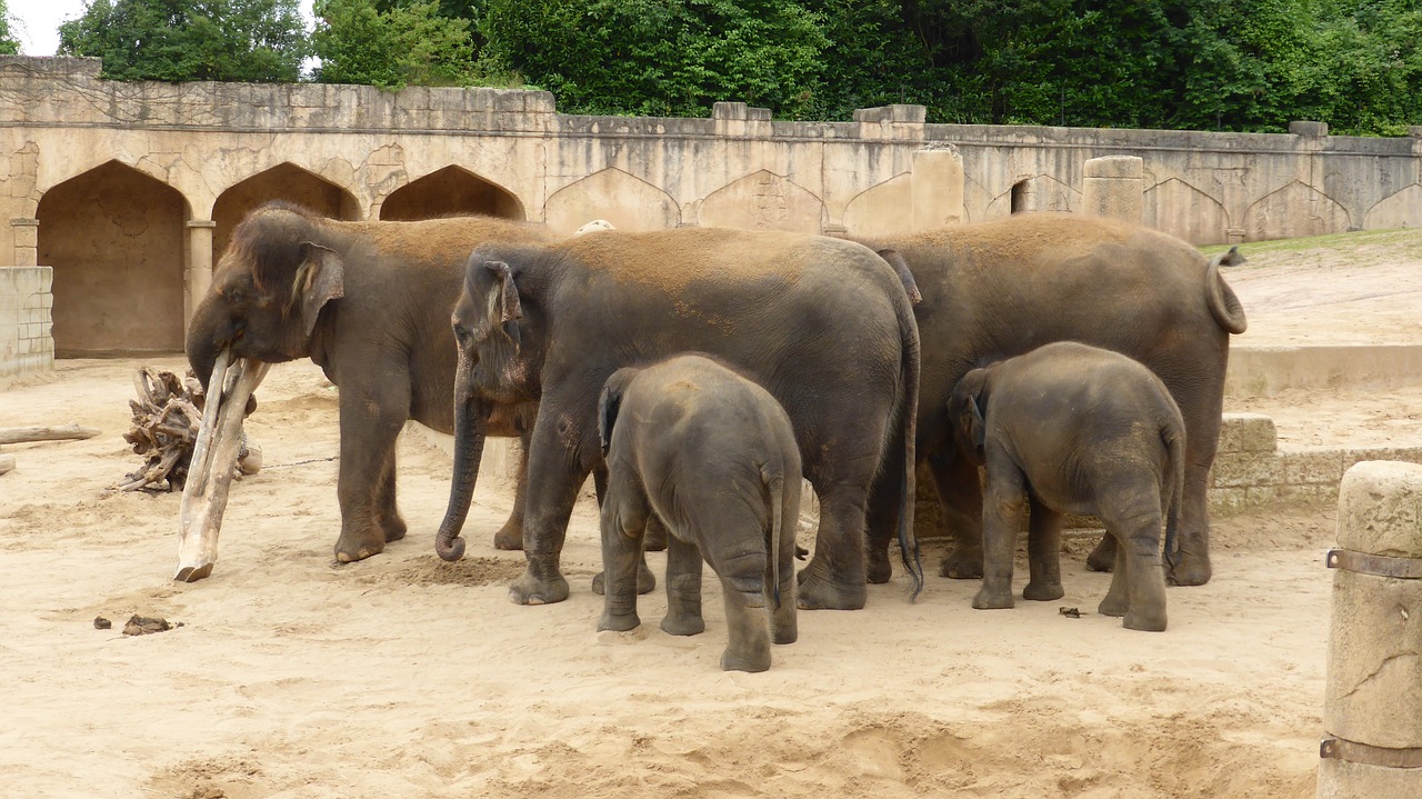 Zoologijos Sodas Hanoveris, Dramblys, Nuotykių Zoologijos Sodas, Džiunglių Rūmai, Žemutinė Saksonija, Nemokamos Nuotraukos,  Nemokama Licenzija