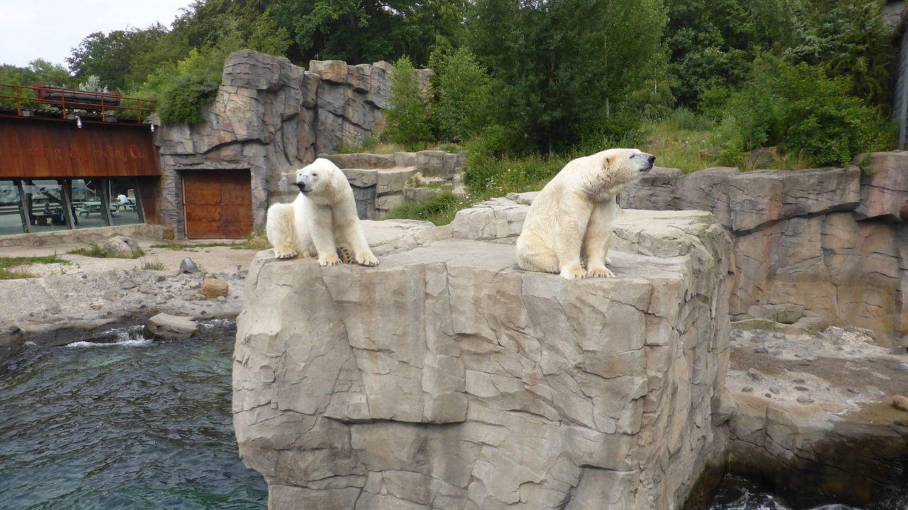 Zoologijos Sodas Hanoveris, Baltos Lokys, Jukono Įlanka, Žemutinė Saksonija, Baltoji Meška, Nemokamos Nuotraukos,  Nemokama Licenzija