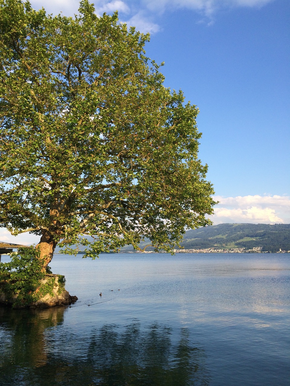 Zurich, Ežeras, Medis, Vanduo, Nemokamos Nuotraukos,  Nemokama Licenzija