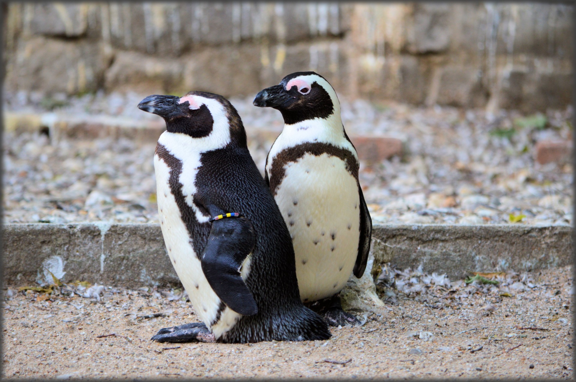 Pingvinas,  Juoda & Nbsp,  Pėda,  Artis,  Holland,  Amsterdamas,  Zoologijos Sodas,  Gyvūnas,  Gyvūnai,  Gamta