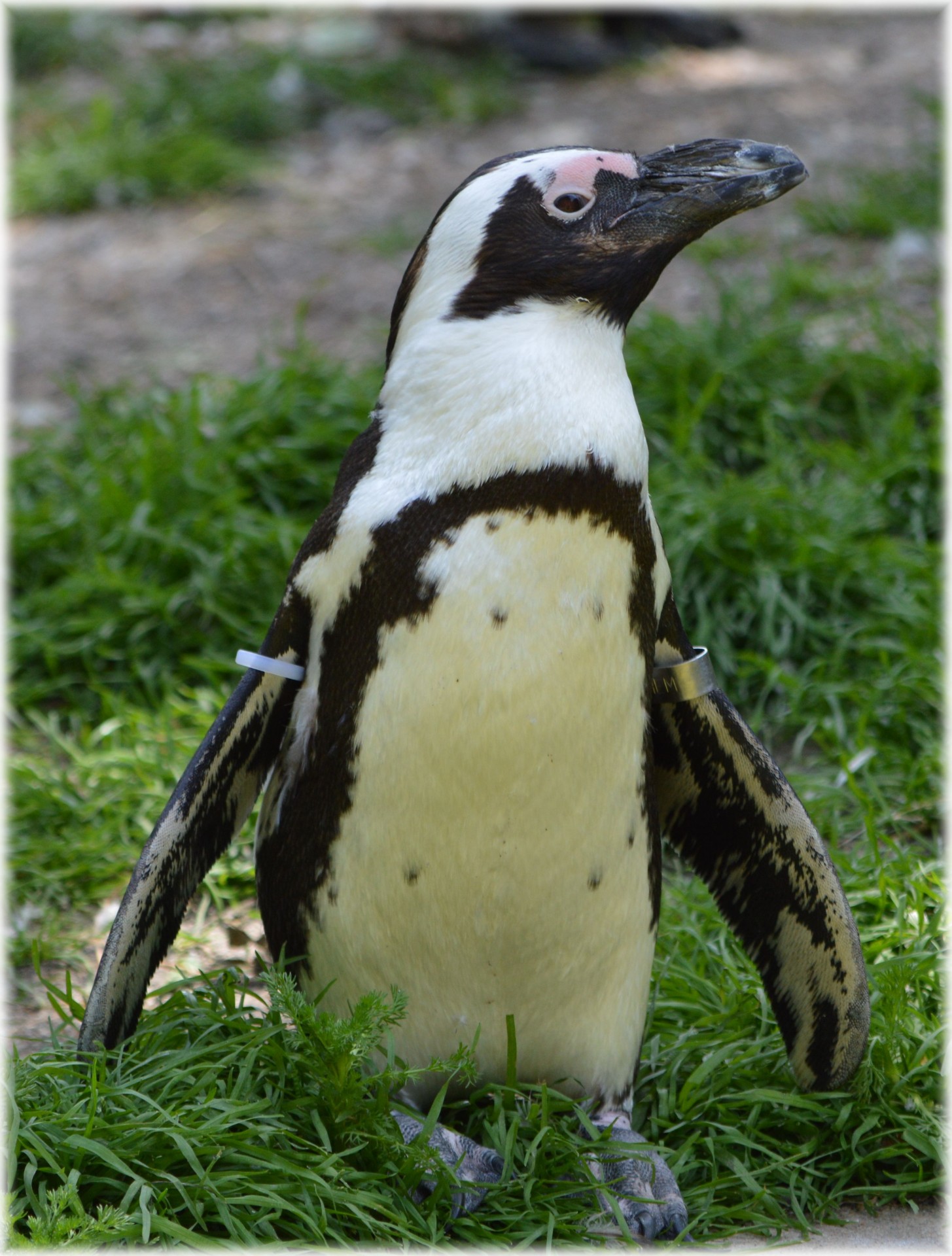 Pingvinas,  Juoda & Nbsp,  Pėda,  Artis,  Holland,  Amsterdamas,  Zoologijos Sodas,  Gyvūnas,  Gyvūnai,  Gamta