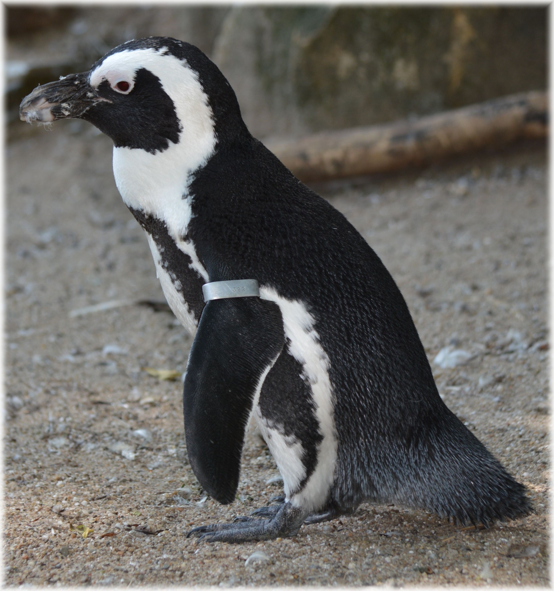 Pingvinas,  Juoda & Nbsp,  Pėda,  Artis,  Holland,  Amsterdamas,  Zoologijos Sodas,  Gyvūnas,  Gyvūnai,  Gamta