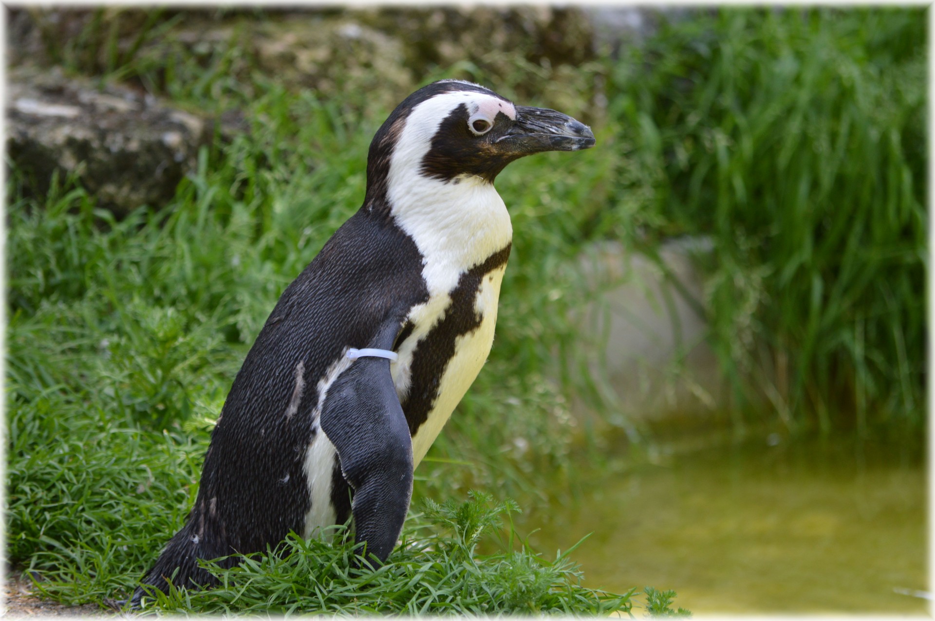 Pingvinas,  Juodas & Nbsp,  Kojis,  Artis,  Serijos,  Jūra,  Holland,  Amsterdamas,  Zoologijos Sodas,  Gyvūnas