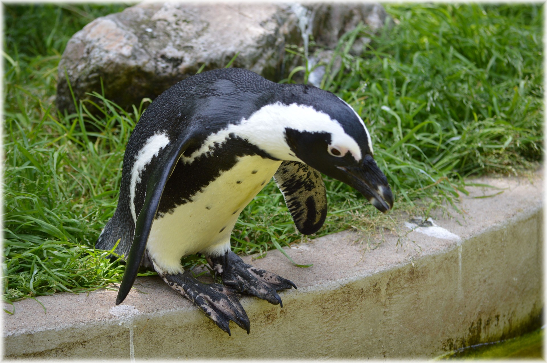 Pingvinas,  Juodas & Nbsp,  Kojis,  Artis,  Serijos,  Jūra,  Holland,  Amsterdamas,  Zoologijos Sodas,  Gyvūnas