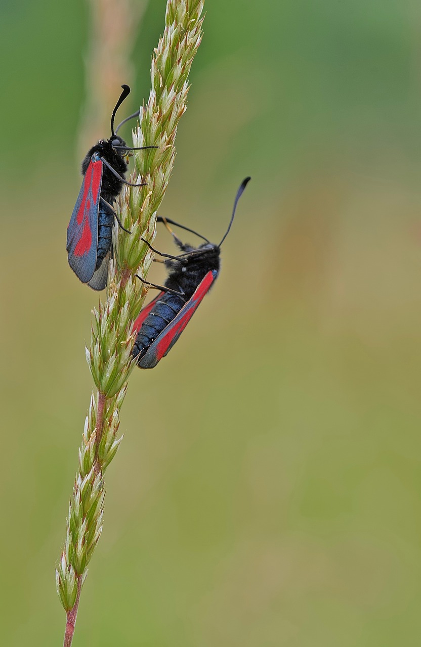 Zygène Iš Filipendule,  Drugelis,  Makro,  Gamta Drugelis,  Pora, Nemokamos Nuotraukos,  Nemokama Licenzija