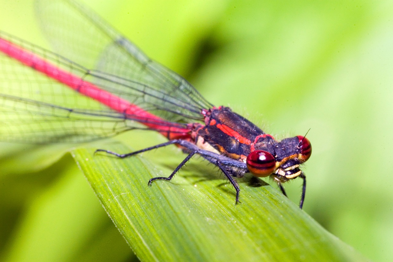 Zygoptera, Vandens Tarnaitė, Maža Lazda, Vabzdys, Gamta, Uždaryti, Makro, Nemokamos Nuotraukos,  Nemokama Licenzija