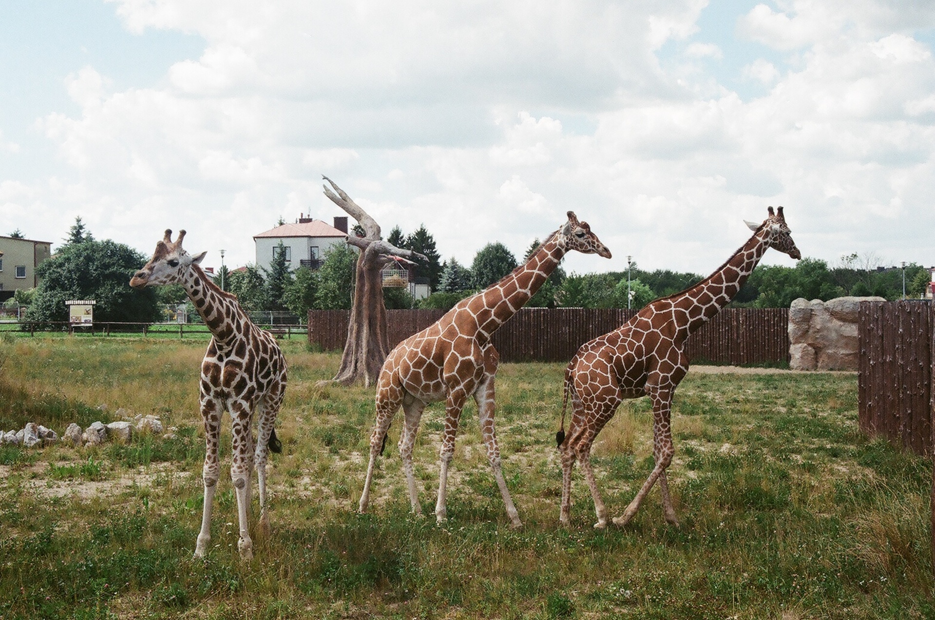 Žirafos,  Zoologijos Sodas,  Zamosc,  Lenkija,  Vasara & Nbsp,  2016,  Žirafa, Nemokamos Nuotraukos,  Nemokama Licenzija