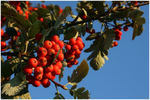 Viburnum,  Oranžinė,  Saulėlydis,  Uogos,  Gamta,  Subrendusios Viburno Kekės