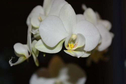 Balta,  Orchidėja,  Gėlės,  Balta Orchidėja