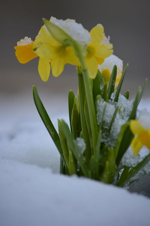Narcizai,  Pavasaris,  Geltona,  Žalias,  Sniegas,  Žiema,  Paplotėliai Ant Sniego