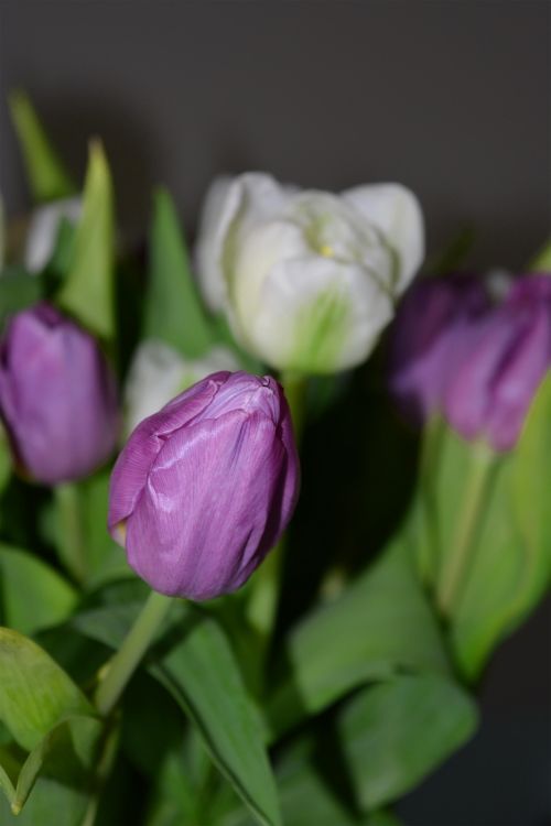 Tulpės,  Pavasaris,  Violetinė,  Balta,  Žalias,  Puokštė,  Tulpės