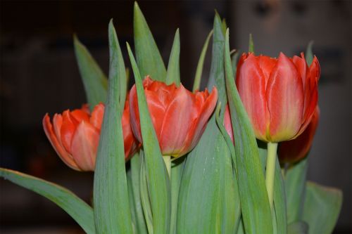 Puokštė,  Gėlės,  Oranžinė,  Gamta,  Pavasaris,  Tulpės,  Tulpės