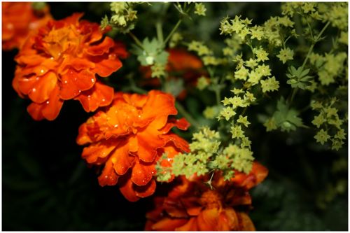 Marigoldas,  Naktis,  Oranžinė,  Gėlės,  Marigoldas