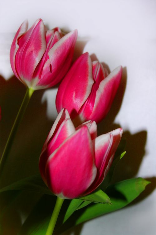 Tulpės,  Rožinis,  Pavasaris,  Gėlės,  Tulpės