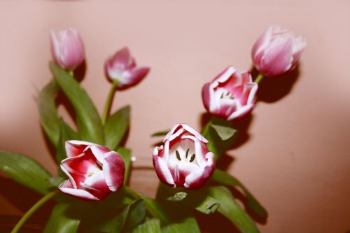 Tulpės,  Rožinis,  Pavasaris,  Gėlės,  Tulpės