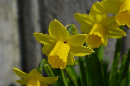 Narcizai,  Pavasaris,  Geltona,  Žalias,  Narcizai