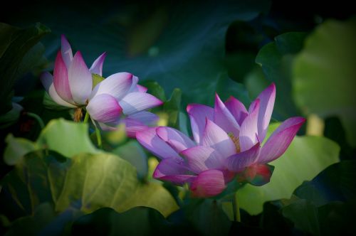 Lotosas,  Gėlė,  Gėlės,  Lotus