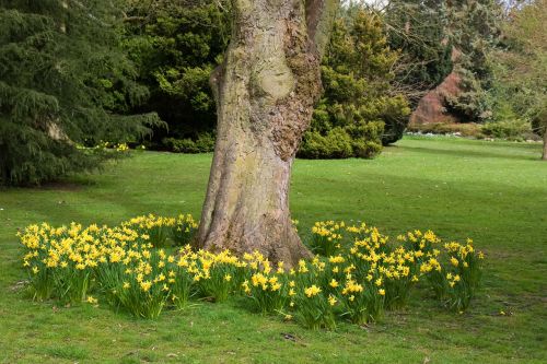 Daffodil,  Parkas,  Gėlė,  Gėlės,  Pavasaris,  Medis,  Dafodiliai Parke