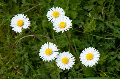 Daisy,  Gėlė,  Gėlės,  Pavasaris,  Geltona,  Balta,  Mažas,  Daisy