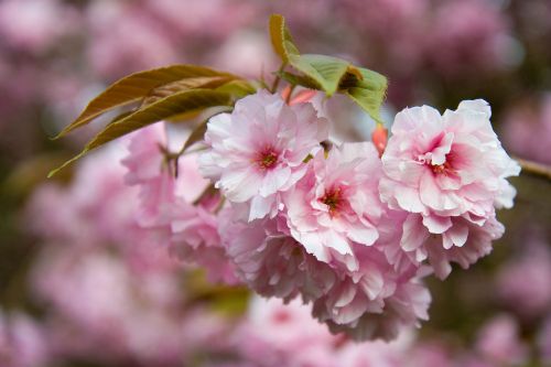 Sakura,  Žiedlapiai,  Rožinis,  Gėlė,  Medis,  Pavasaris,  Sakura