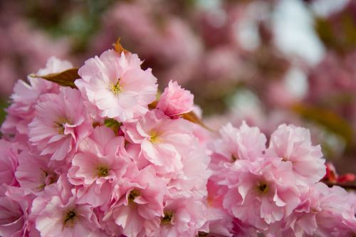 Sakura,  Žiedlapiai,  Rožinis,  Gėlė,  Medis,  Pavasaris,  Sakura