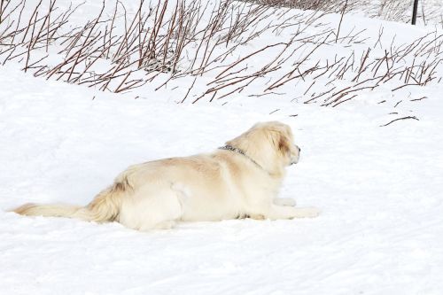 Šuo,  Labradoras,  Naminis Gyvūnėlis,  Gyvūnas,  Nuleisti,  Gulintis,  Sniegas,  Žiema,  Labradoras Ir Sniegas