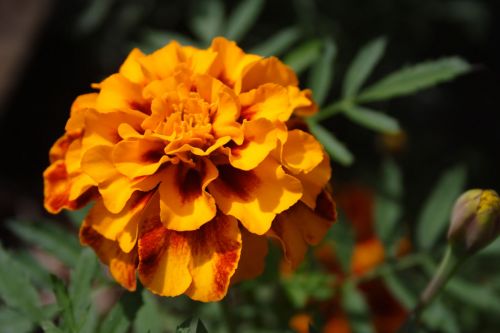 Gražus,  Žydėti,  Žiedas,  Budas,  Gėlė,  Sodas,  Marigoldas,  Gamta,  Oranžinė,  Žiedlapiai,  Oranžinės Marigold