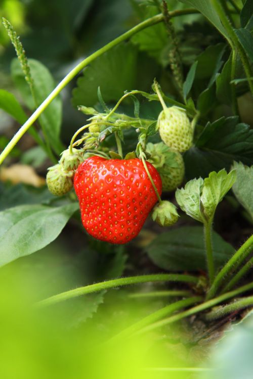 Uogos,  Iš Arti,  Skanus,  Mityba,  Maistas,  Šviežias,  Žalias,  Lapai,  Mityba,  Ekologiškas,  Žaliavinis,  Raudona,  Prinokę,  Braškės,  Saldus,  Skanus,  Vitaminas,  Raudona Braškė