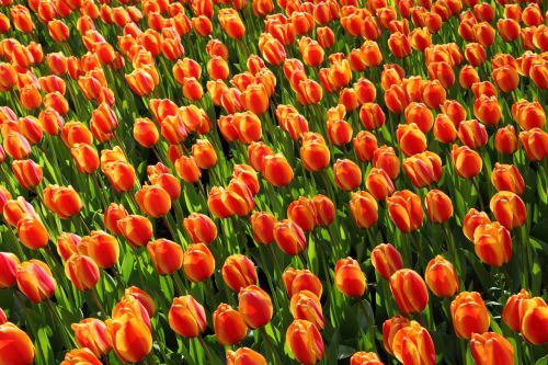 Tulpės,  Tulpė,  Oranžinė,  Raudona,  Fonas,  Keukenhof,  Tapetai,  Gėlė,  Gėlės,  Svogūnėliai,  Nyderlandai,  Holland,  Tulpių Fonas