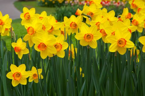 Žydėti,  Žiedas,  Daffodil,  Narcizai,  Flora,  Gėlė,  Gėlės,  Šviežias,  Sodas,  Lauke,  Žiedlapiai,  Pavasaris,  Geltona,  Daffodil Gėlės