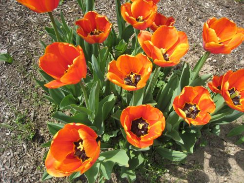 Oranžinė,  Tulpės,  Gėlės,  Žydi,  Oranžinės Tulpės