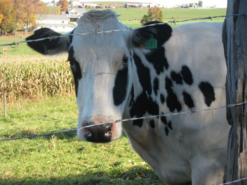 Karvė,  Šalis,  Amish,  Kaimas,  Ūkio & Nbsp,  Gyvūnai,  Juoda Ir Balta Karvė