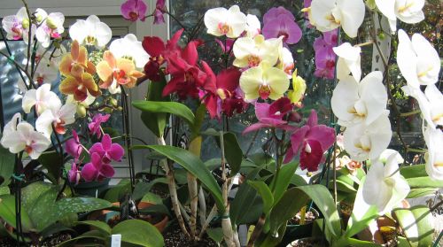 Orchidėjos,  Spalvinga,  Gėlės,  Botaninis & Nbsp,  Sodas,  Karštas & Nbsp,  Namas,  Šiltnamyje,  Daugiaspalviai Orchidėjai