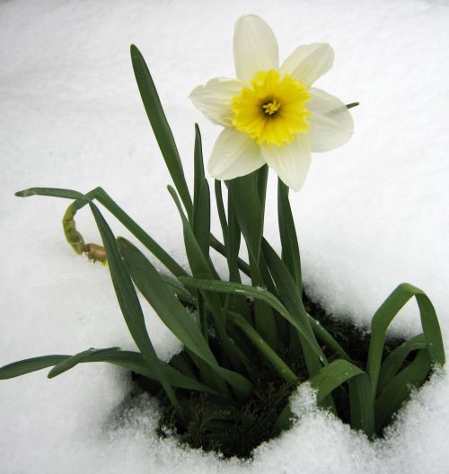 Daffodil,  Pavasaris,  Sniegas,  Gėlės,  Gėlė,  Pavasaris,  Narcizas Sniege