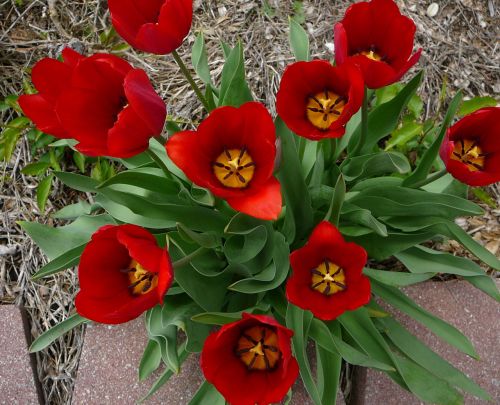 Tulpė,  Gėlė,  Raudona,  Pavasaris,  Raudonos Tulpės