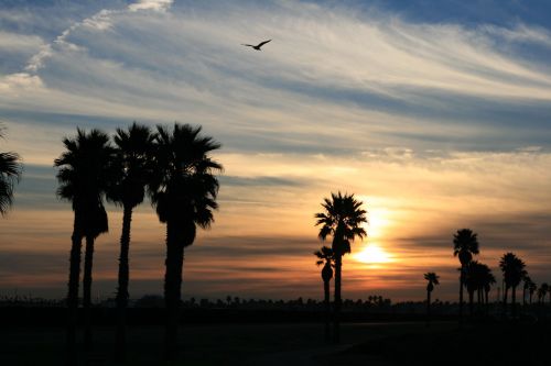 Saulėtekis,  Kalifornija,  Kraštovaizdis,  Ramiojo Vandenyno Pakrantės Saulėtekis