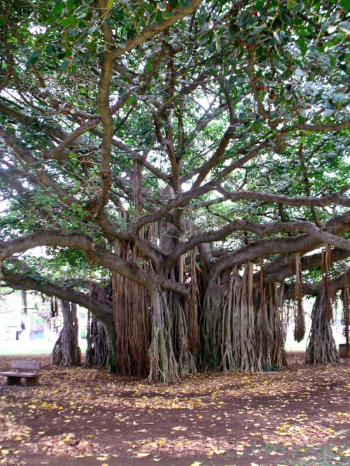 Banyan,  Medis,  Waikiki,  Honolulu,  Hawaii,  Banyan Tree