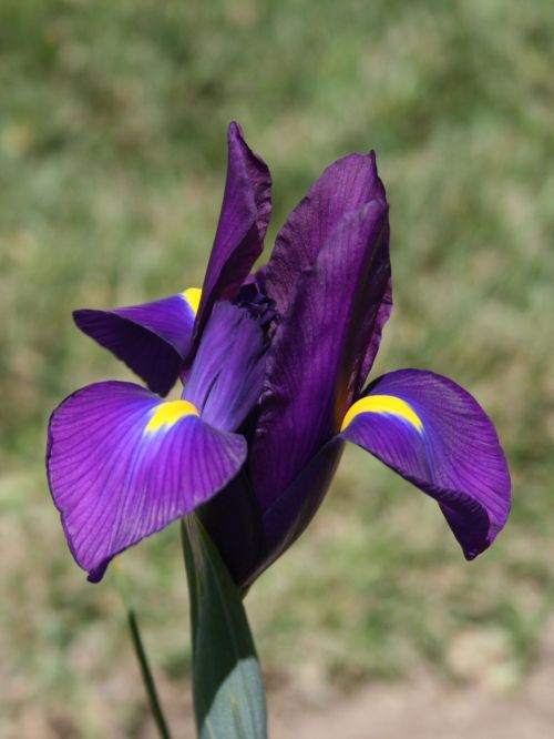 Iris,  Gėlė,  Augalas,  Gamta,  Purpurinė Rainelė
