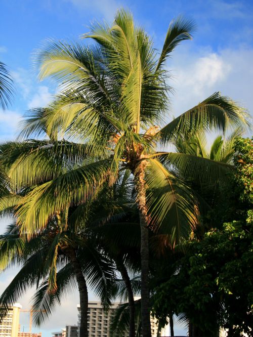 Kokoso,  Delnas,  Medis,  Waikiki,  Hawaii,  Kokoso Palmių