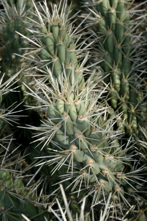 Kaktusas,  Augalas,  Gamta,  Dykuma,  Arizona,  Closeup - Vaisių Grandinė Cholla Kaktusas