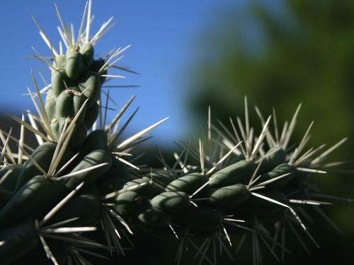Cholla,  Kaktusas,  Augalas,  Gamta,  Dykuma,  Arizona,  Closeup - Vaisių Grandinė Cholla Kaktusas