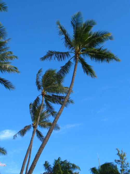 Kokoso,  Delnas,  Medis,  Waikiki,  Hawaii,  Kokosų Palmės
