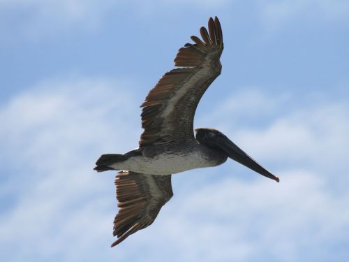 Pelican,  Paukštis,  Gamta,  Huntingtonas,  Papludimys,  Kalifornija,  Ramiojo Vandenyno Regionas,  Kranto,  Pelican Flying Overhead