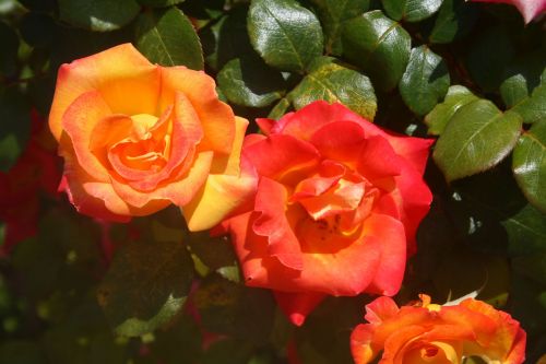 Rožė,  Žydėti,  Gėlė,  Augalas,  Gamta,  Oranžinės Ir Raudonos Rožės