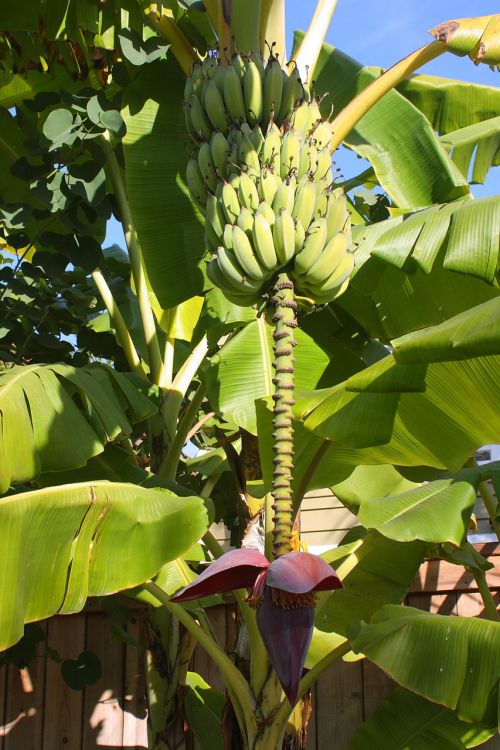 Bananas,  Medis,  Vaisiai,  Žiedas,  Gamta,  Bananų Medis Su Vaisiais Ir Žiedais