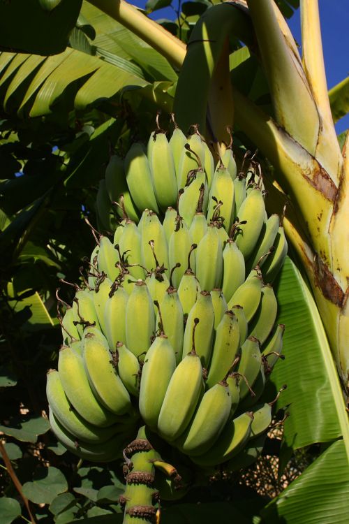 Bananas,  Medis,  Vaisiai,  Gamta,  Bananai Nokinami Ant Medžio