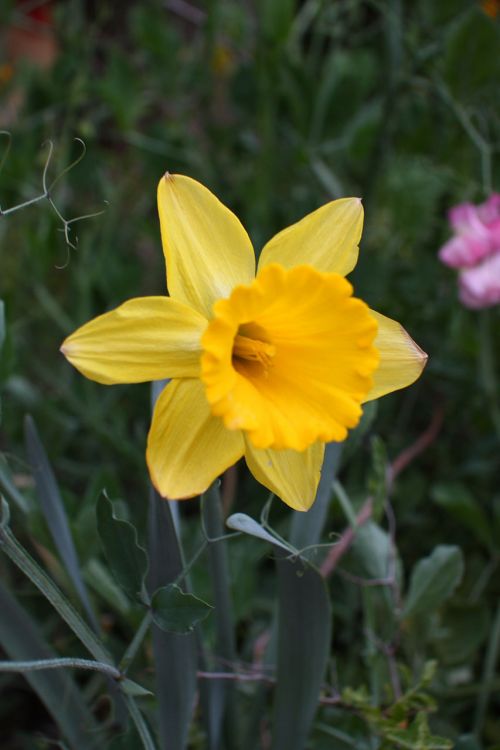 Daffodil,  Amaryllidaceae,  Narcizas,  Žydėti,  Žiedas,  Geltona,  Augalas,  Gamta,  Geltona Dafodilas Žydi