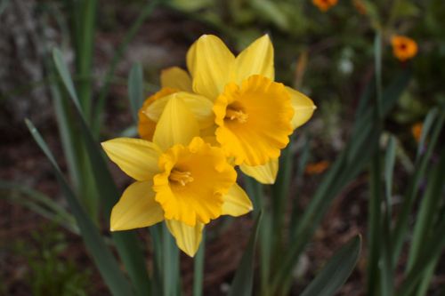 Daffodil,  Amaryllidaceae,  Narcizas,  Žydėti,  Žiedas,  Geltona,  Augalas,  Gamta,  Geltonas Narcizas Žydi